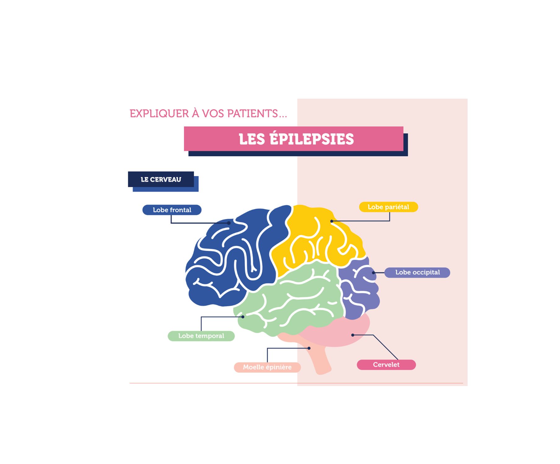 Visuel de couverture du document fiche cerveau