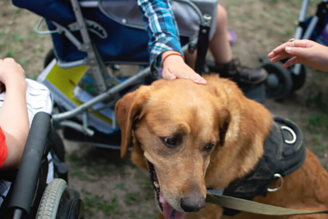 animal-assisted therapy