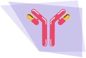 illustration système immunitaire et anticorps