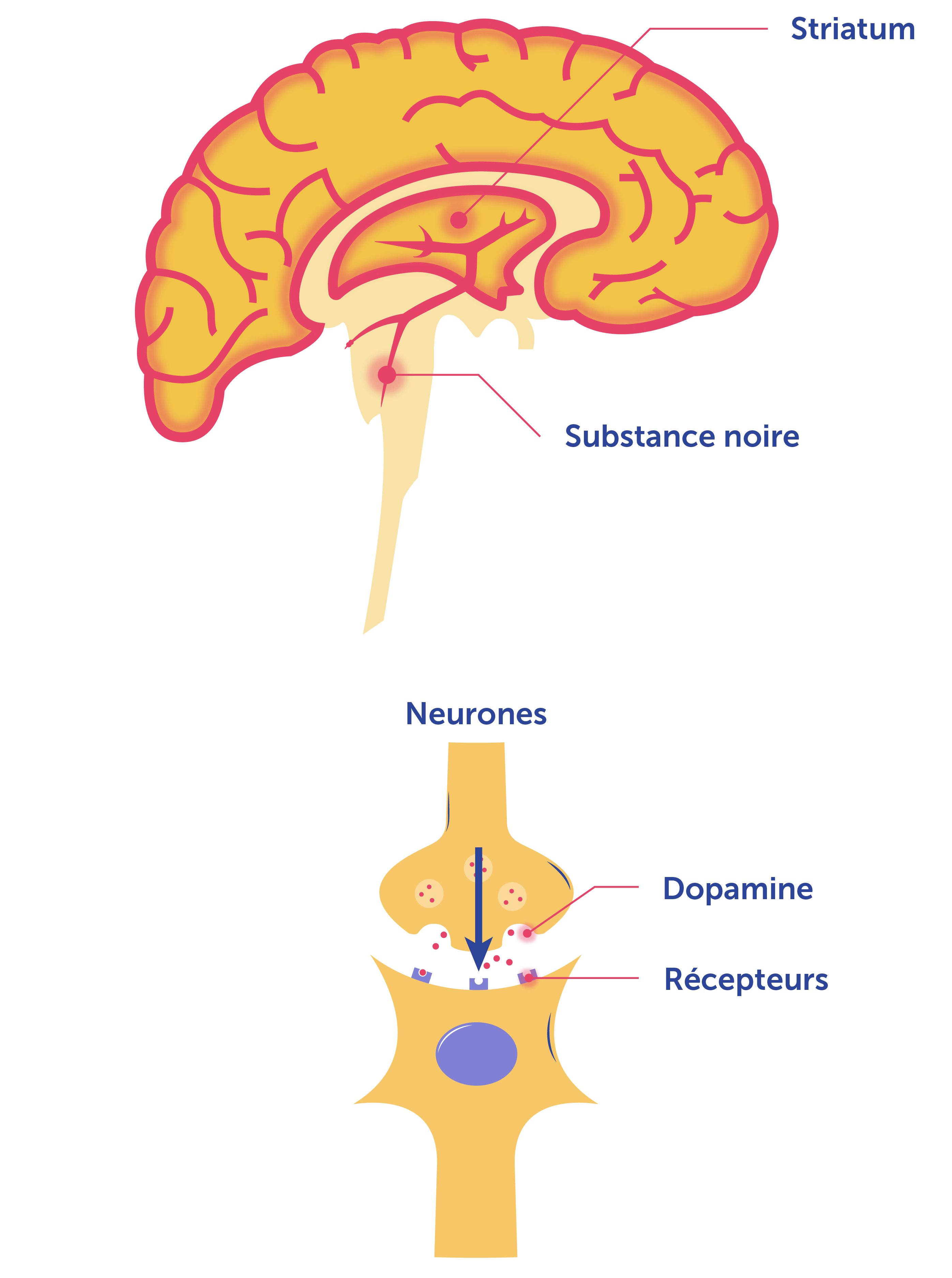Schéma du cerveau avec la substance noire